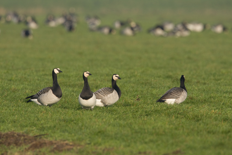 Branta leucopsis Barnacle Goose Brandgans